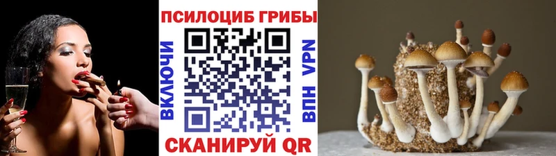 Купить  Сердобск  Псилоцибиновые грибы MAGIC MUSHROOMS 